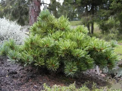Produktbild von Pinus parviflora Adcocks Dwarf - Blaue Zwerg-Mädchenkiefer - 30-40cm
