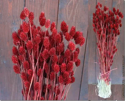 Produktbild von TROCKENBLUMEN "FEUERFUNKEN-2" - Größe: ca.70 CM Bordeaux / Weinrot