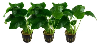 Produktbild von Aquarium Pflanze 3 Stück Anubias barteri Wasserpflanze AquaOne Nr.301A Set