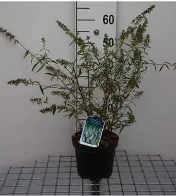 Zdjęcie produktu dla Buddleja dav. 'Nanho White' - Krzew motylkowy 40- 60 cm pojemnik