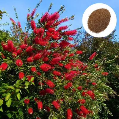 Obrázok produktu pre Semená Callistemon Citrinus - 100 ks semien - Exotické - Štetkovec citrónový