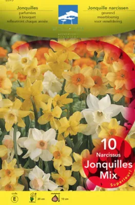 Zdjęcie produktu dla 30 x Narcissus jonquille gemischt - mix - Blumenzwiebeln