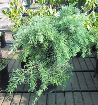 Produktbild von Himalaya Zeder Feelin Blue - Cedrus deodara Feelin Blue 30-40cm
