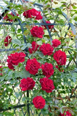 Produktbild von Rosa 'Santana', Kletterrose, leuchtend rot, 5-7,5 Liter Container