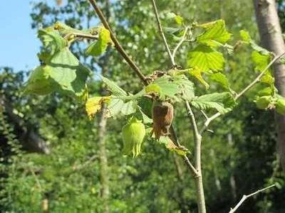 Productafbeelding van Corylus 'Hallesche Riesen' (hazelnoot 'Hallesche Riesen') - In pot, hoogte 60-80 cm