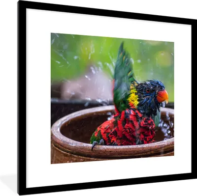 Produktbild von MuchoWow® Gerahmtes Poster Vogelbad - Papagei - Wasser 40x40 cm - Poster mit Schwarzem Bilderrahmen Wandposter Rahmen Foto Bilder - Poster - Plakat im Rahmen