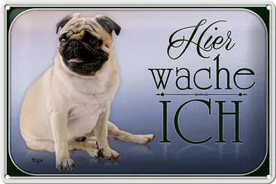 Produktbild von Blechschild Hund 30x20cm Mops hier wache ich