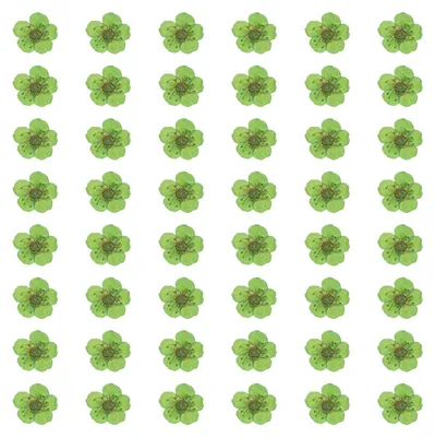 Getrocknete gepresste Blumen 100 Stk., 6–8 mm, Narzissen, bunt