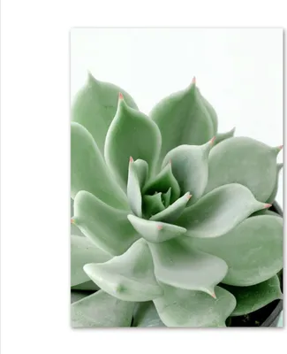 Produktbild von TPFLiving Kunstdruck LW-42 (OHNE RAHMEN) Poster - Leinwand - Wandbild - Hochauflösender Giclée-Druck, langlebig und hochwertig - Blumen und Blätter in 15 Motiven und 16 Größen zur Auswahl -  - Größe: 30x42cm
