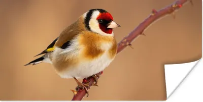 Produktbild von MuchoWow® Poster Kropftaube - Vogel - Tiere 150x75 cm - ohne Rahmen