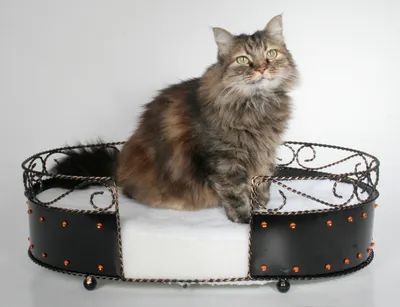 Produktbild von Katze Hund Tiersofa: 'Daddy P.'