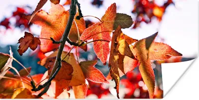 Produktbild von MuchoWow® Poster Ahorn - Blätter - Rustikal - Herbst 80x40 cm - Wanddeko