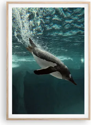 Produktbild von Gerahmtes Poster - Rahmen in heller Eiche - Tauchen Pinguin Gletscher - 70x100 cm - Wand Bild - Wanddeko - Wandbilder - Wandposter - Bilderrahmen - Bilder - Kunstdruck - Wandbild - P2NPA70x100-4189