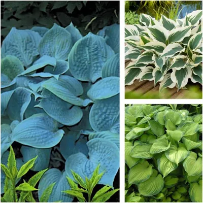 Produktbild von Stauden Gänge 3 x Hosta Kollektion im 1 Liter Topf - Funkien im Mix, Herzblatt-Lilie - Perfekte Harmonie in Blau, Grün und Gold