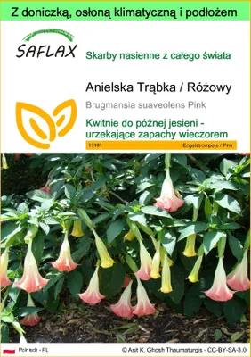 Zdjęcie produktu dla SAFLAX - Garden to go - Anielska Trąbka / Różowy - 10 Nasiona - Z doniczką, pokrywą klimatyczną i podłożem do uprawy - Brugmansia suaveolens Pink