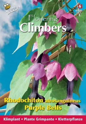 Produktbild von Buzzy Climbing Flowers Rhodochiton Purple Bells Samen - Ca. 10  Samen | Buzzy_080940