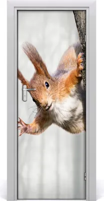 Produktbild von Tulup Türaufkleber 75x205 cm Dekorative Aufkleber Selbstklebend Wasserdichte Tapete Abnehmbar Schlafzimmer Wohnzimmer Wohnkultur - Aufkleber in einem Baum Eichhörnchen