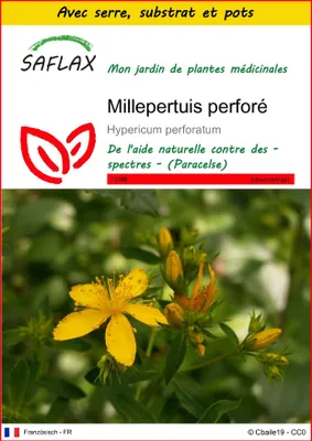 Image de SAFLAX Ensemble de culture - Millepertuis perforé - 300 graines - Hypericum