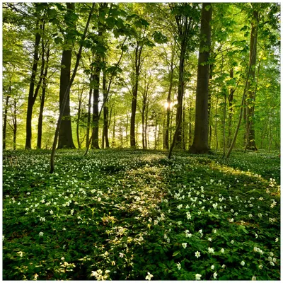 Produktbild von Wallario Wandbild aus Acryl, 50 x 50 cm, freischwebende Optik - Waldanemonen und Sonnenstrahlen im Wald