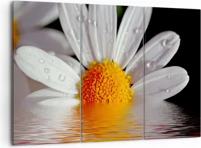 Produktbild von Bild auf Leinwand - Leinwandbild - Kraut Kamille Blume Wasser - 105x70cm - Wand Bild - Wanddeko - Leinwanddruck - Bilder - Kunstdruck - Wanddekoration - Leinwand bilder - Wandkunst - CE105x70-2282