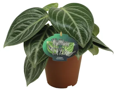 Zdjęcie produktu dla Peperomia Sarcophylla - 25cm - Ø15cm - Roślina doniczkowa - Zimozielony - Kaktusy i sukulenty