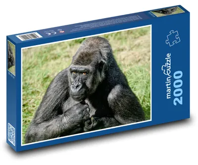 Obrázek produktu pro martinpuzzle - Puzzle 2000 - Gorila