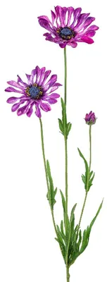 Produktbild von GASPER Kapmargeritenblüten Lila-Violett löffelblättrig 66 cm - Kunstblumen