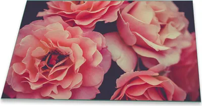 Produktbild von Herdabdeckplatte Glaskeramik 1 Teilig 80x52 Blumen Pink Abdeckung Glas Spritzschutz