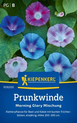 Produktbild von Kiepenkerl Prunkwindensamen Morning Glory Ipomoea purpurea 20 Pflanzen