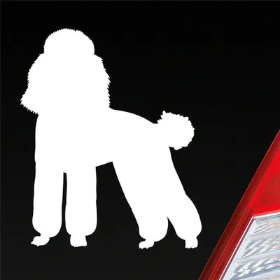 Produktbild von Auto Aufkleber süsser Pudel Hund Dog Tier niedlich Puppy 8x10 cm Weiss Glanz Sticker Heckscheibenaufkleber