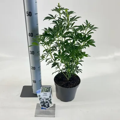 Immagine prodotto di Choisya Greenfingers ('LISSFING'PBR) - Fioro d'arancio | 40-50 cm in vaso