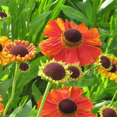 Image de 6 x Hélénium  - Helenium 'Rubinzwerg'  | Pot 9 cm x 9 cm