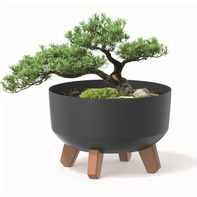 A bonsai tree in a black pot with wooden legs, set against a white background.