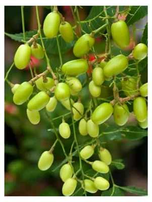 Produktbild von Niembaum Azadirachta indica - 10 Samen