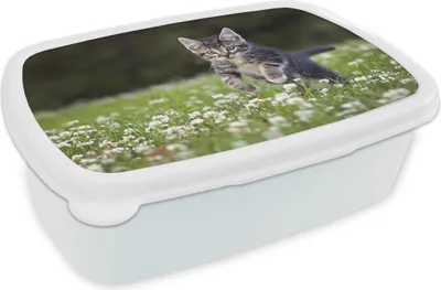 Produktbild von KitchenYeah® Lunchbox Brotzeit Brotdose 17x11 cm Ein Kätzchen in einem Kleefeld Kinder Brotzeitdose - Lunch Box - Kinder - Sandwich-Box - Schulbox - Lunch Boxen