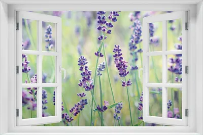 Produktbild von Wallario Poster mit Fenster-Illusion: Lila Blumenfreude - Violette Pflanzen auf der Wiese, Größe: 61 x 91,5 cm (Maxiposter)