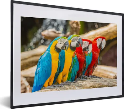 Produktbild von MuchoWow® Gerahmtes Poster Vögel - Papagei - Tropisch - Natur 40x30 cm - Poster mit Schwarzem Bilderrahmen Wandposter Rahmen Foto Bilder - Bilderrahmen - Poster im Rahmen