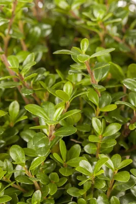 Produktbild von Ilex crenata 'Glorie Gem', Japanische Stechpalme, immergrün, 20–30 cm