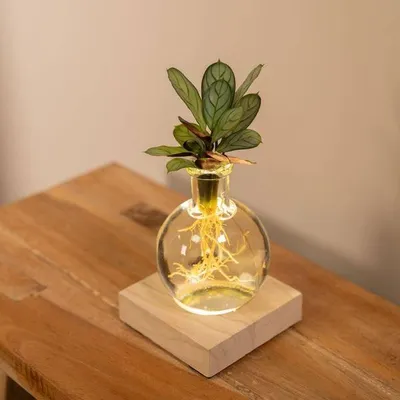Immagine prodotto di Calathea in idroponica – Miscela nel vaso di vetro Samoa con illuminazione a LED. Pianta da appartamento Ø12 cm ↕10 cm – Pianta verde di facile manutenzione per il soggiorno o l'ufficio