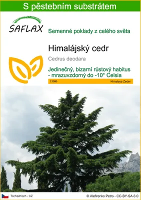Obrázek produktu pro SAFLAX - Himalájský cedr - Cedrus deodara - 35 Semena - S pěstebním substrátem bez klíčků