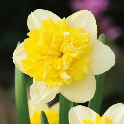 Image de Narcisses Bulbes de fleurs Narcisse farci Full House 5 pcs.