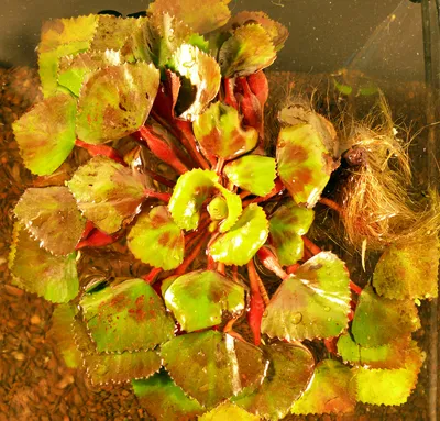 Produktbild von Wassernuss (Trapa Natans) ca. 20cm