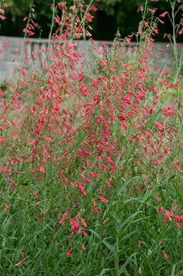Produktbild von Penstemon barbatus 'Coccineus', Bartfaden, leuchtend rot, ca. 9x9 cm Topf