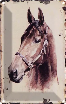 Produktbild von vianmo Blechschild 18x12 cm Retro Portrait Pferd Kopf Bildmotiv