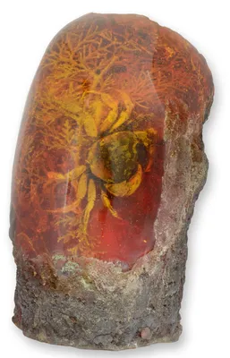 Produktbild von Künstliches Bernstein-Fossil Krabbe Krebs Replikat Retro Design Dekoration