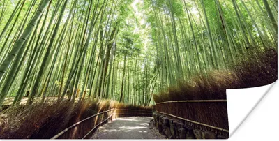Produktbild von MuchoWow® Poster Bambushain in Arashiyama Japan 160x80 cm - Foto Poster