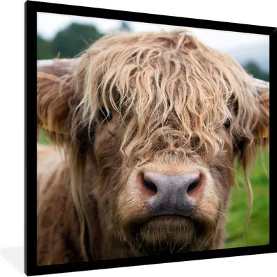Produktbild von MuchoWow® Gerahmtes Poster Schottische Highlander-Kuh - Landschaft - Nahaufnahme 40x40 cm - Poster mit Schwarzem Bilderrahmen Wandposter Rahmen Foto Bilder - Mit Rahmen - Wanddekoration Schlafzimmer