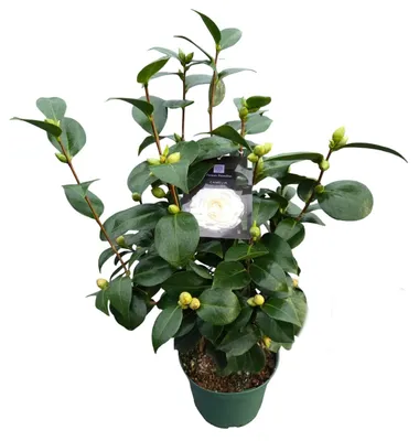 Produktbild von Camellia japonica White Kamelie weiß 40 cm