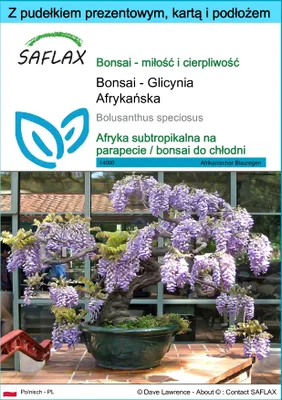 Zdjęcie produktu dla SAFLAX - Zestaw prezentowy - Bonsai - Glicynia Afrykańska - 15 Nasiona - Z pudełkiem upominkowym, etykietą wysyłkową, kartą podarunkową i podłożem uprawowym - Bolusanthus speciosus