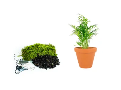 Obrázok produktu pre Gardners Kokedama "Vyrob si sám" Chamaedorea elegans (S)